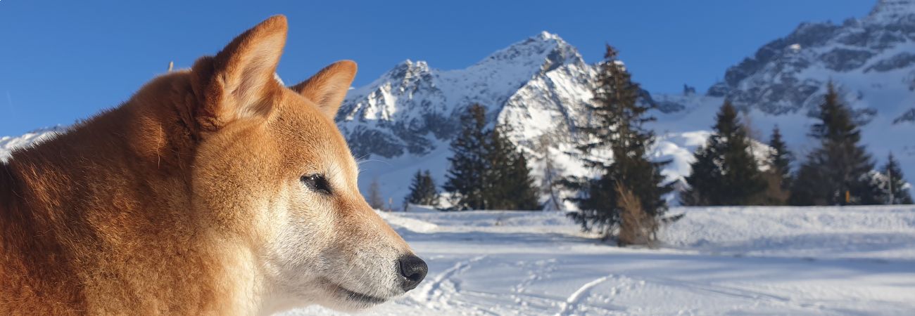 4 ATTIVITA' IN VALCAMONICA