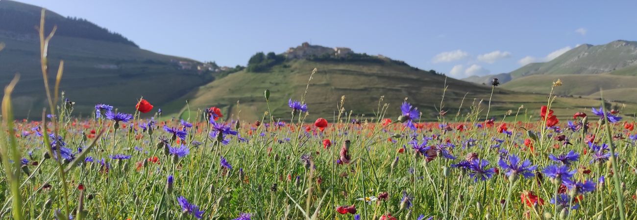 Estate 2021: Sicilia e Centro Italia